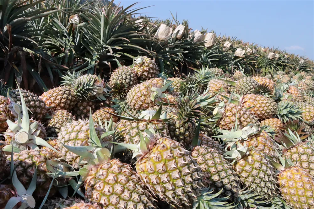 1733300884237018451.jpg 1733300884237018451.jpg